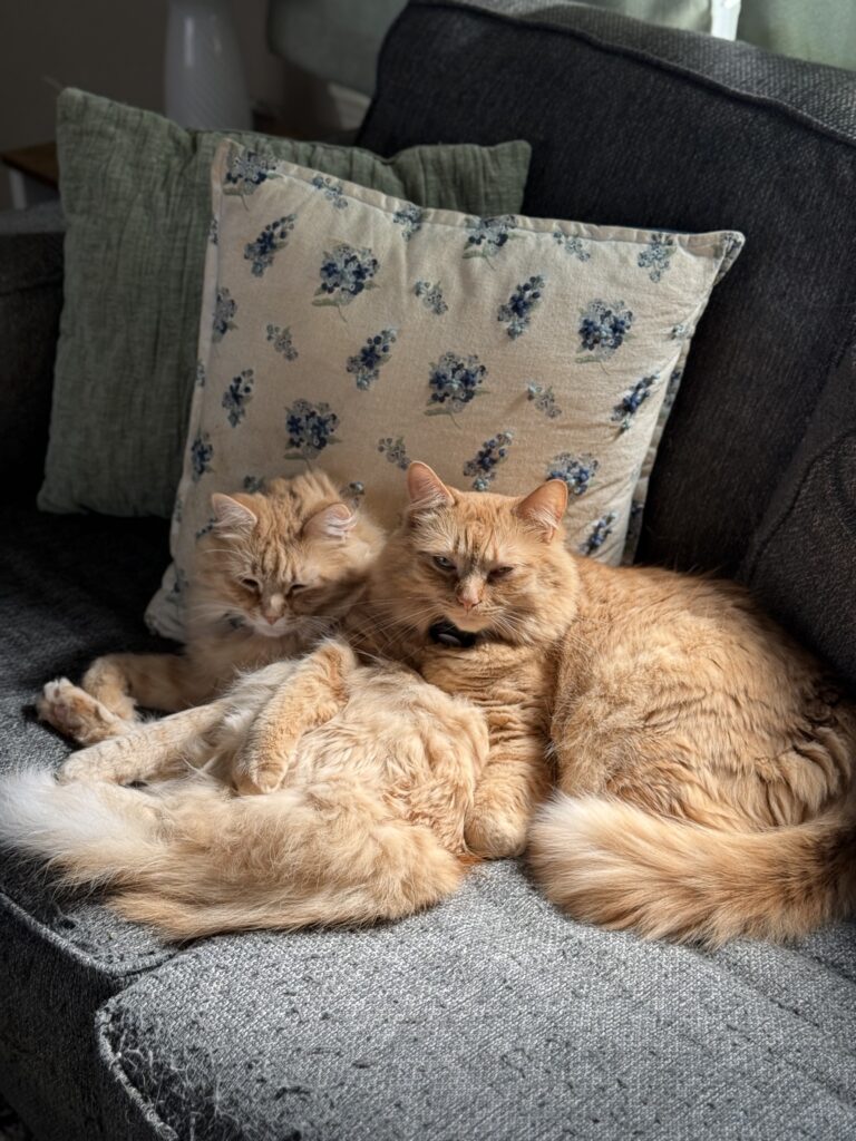 Two cats
