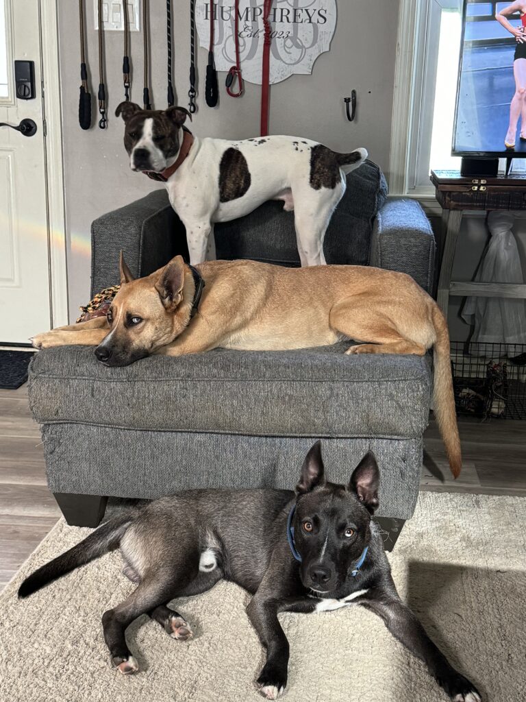 Two dogs