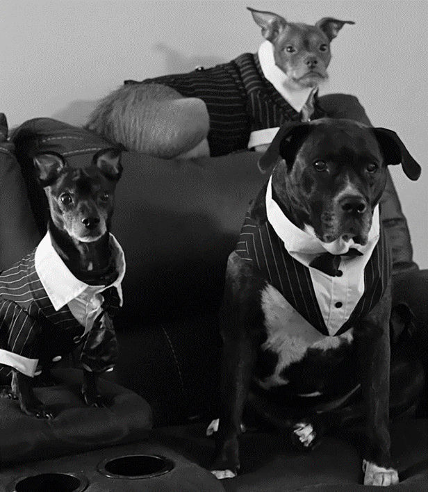 Three dogs in suits