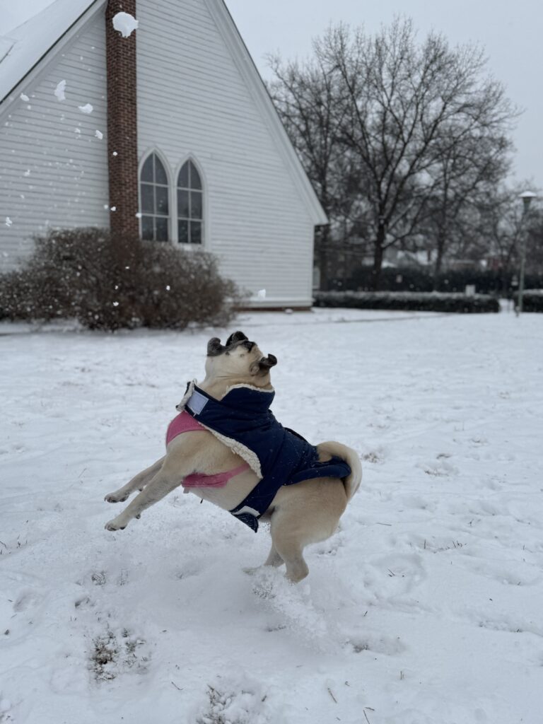 Dog jumping in snow