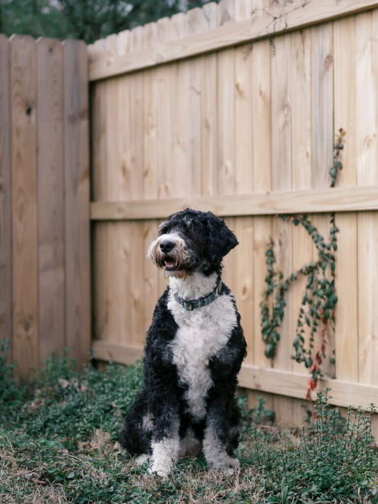 Dog sitting in yard
