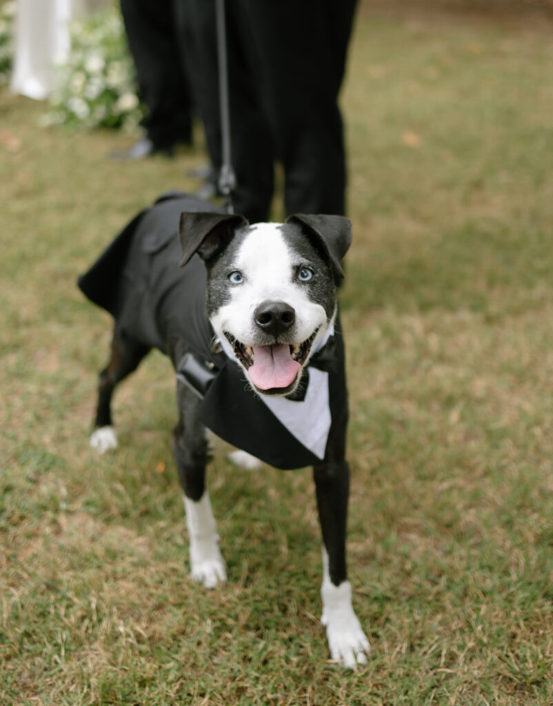 Wedding dog ring bearer