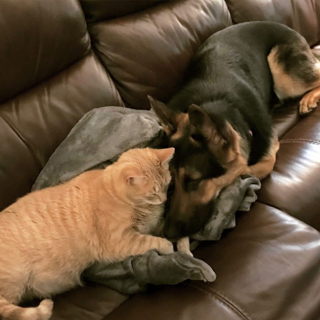 animals
